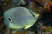 Chaetodon-capistratus-Bonaire Buddy reef-21m-20120217-Denis-ADER-DSC_6253_tn